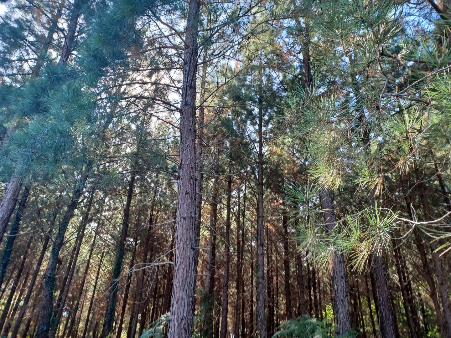 La forêt de pins