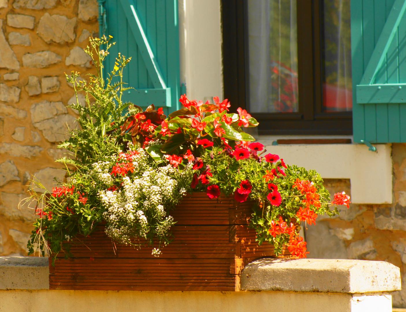 Jardinière d'annuelles, alysses, pétunias, bégonias