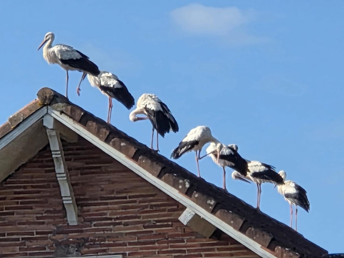 cigognes sur un toit