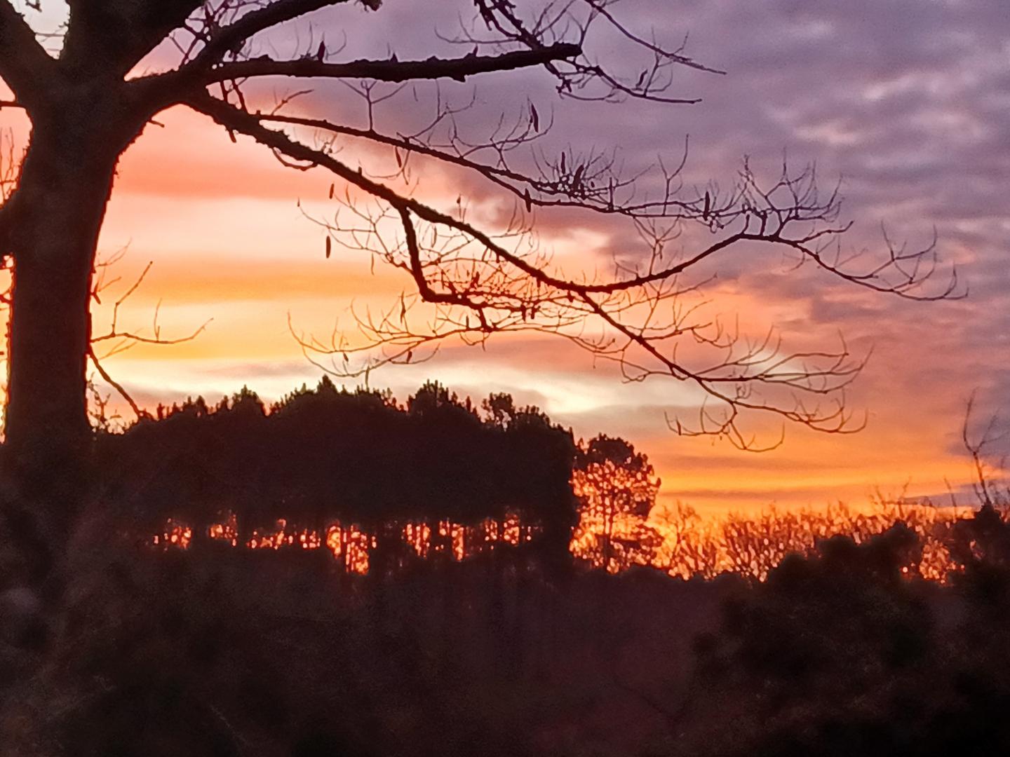 Ciel rose-orangé sur la forêt