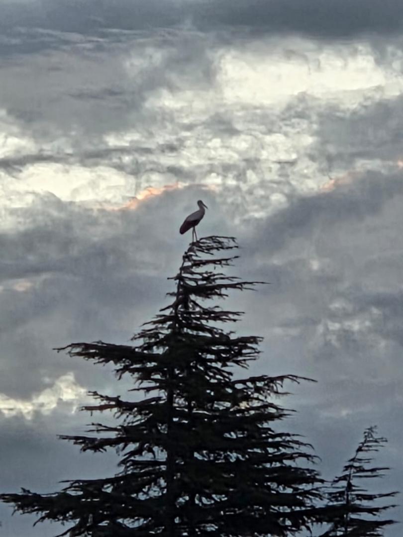 Cigogne perchée à la cime d'un cèdre